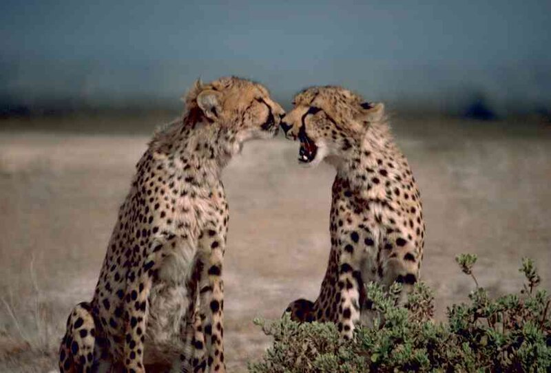Two cheetahs interacting