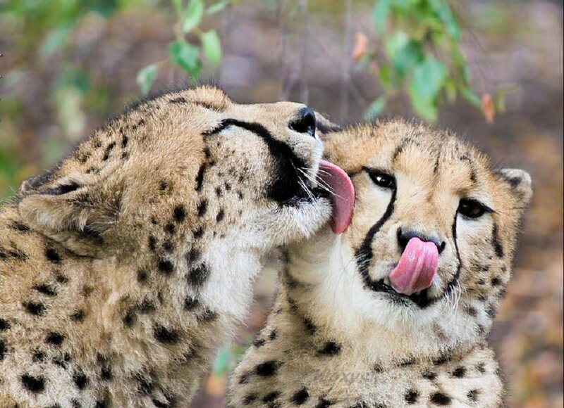 Two Cheetahs Licking