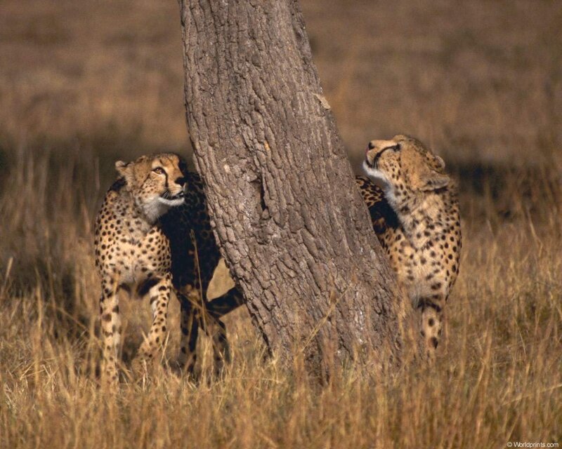 Two cheetahs near a tree
