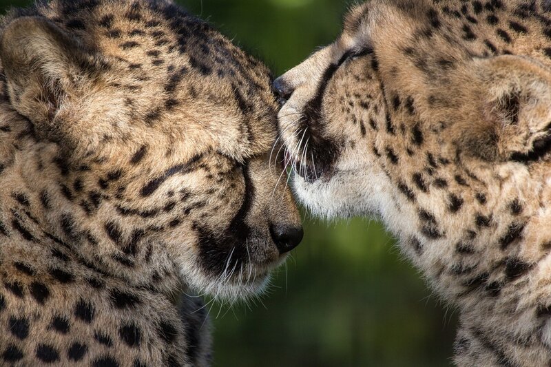 Two Cheetahs Nuzzling — Brown