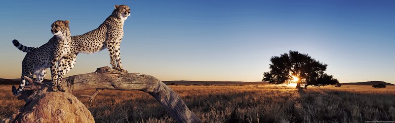 Two Cheetahs on a Log — Blue