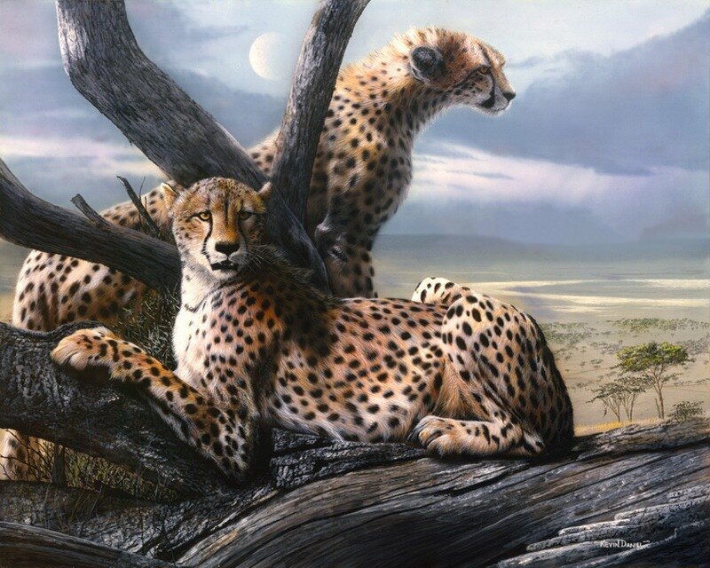 Two Cheetahs on a Log