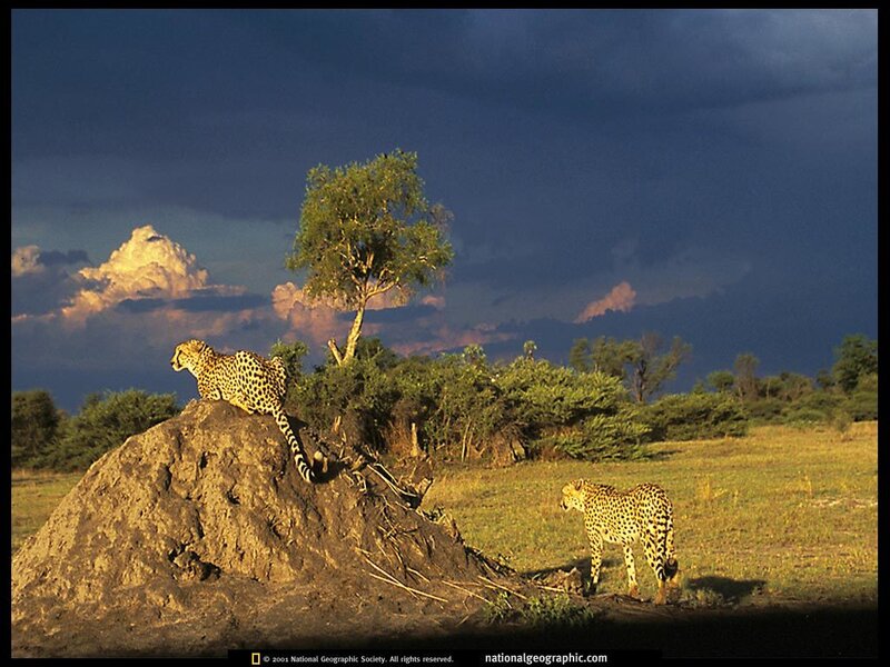 Two Cheetahs on a Mound — Blue