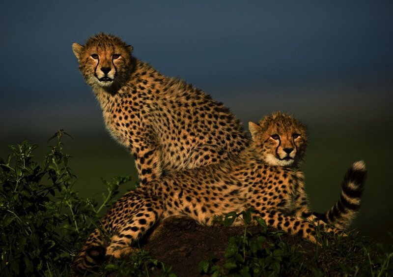 Two Cheetahs on a Mound — Brown