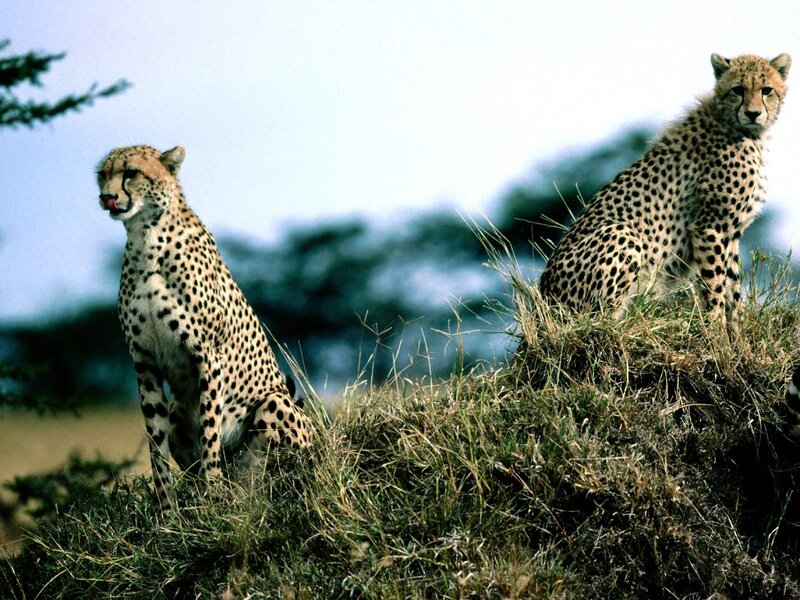 Two cheetahs on a mound