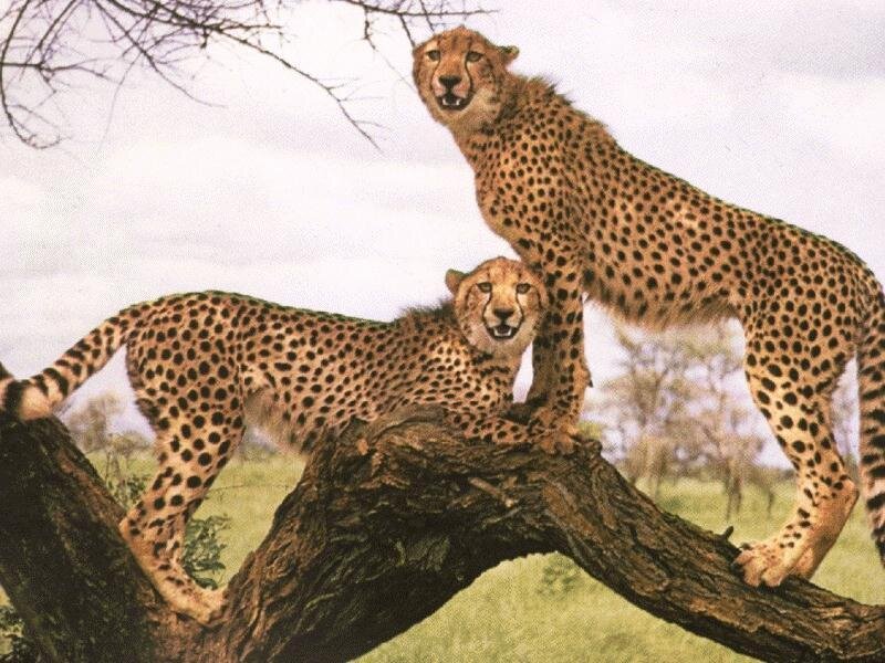 Two cheetahs on a tree branch