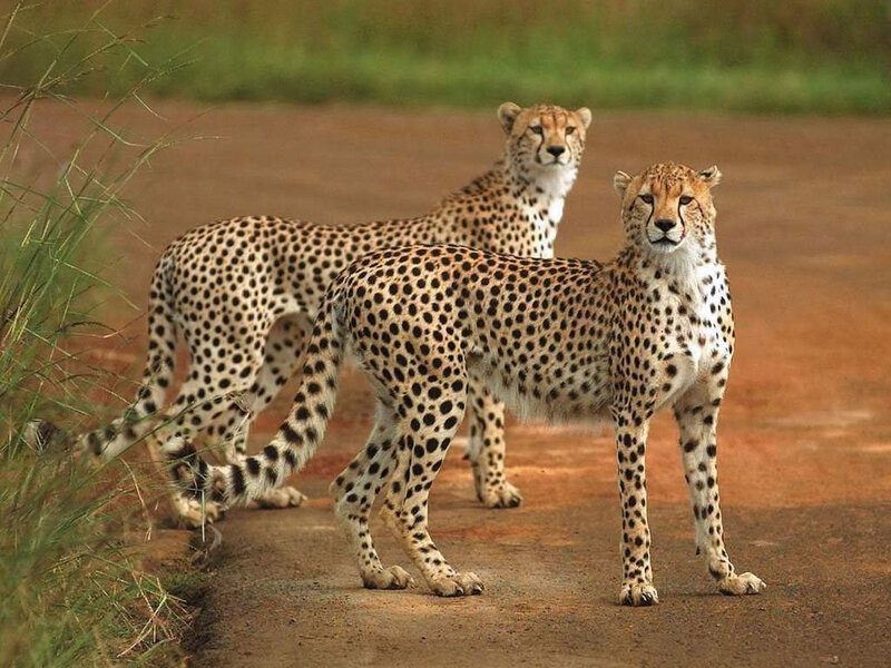 Two Cheetahs on Dirt Path