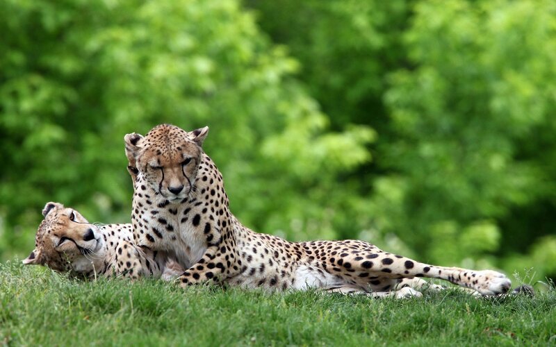 Two Cheetahs on Grass — Afternoon