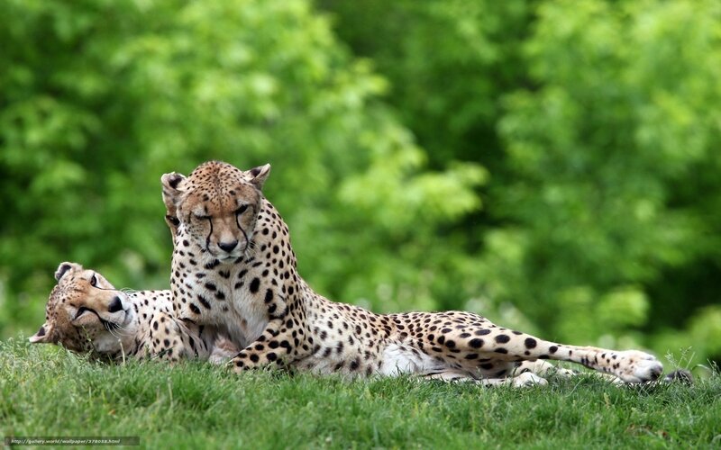Two Cheetahs on Grass — Green, Calm, Afternoon