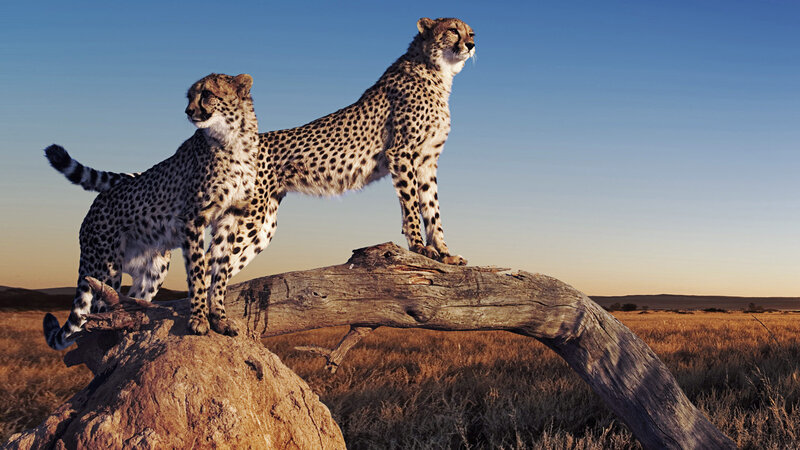 Two Cheetahs on Log
