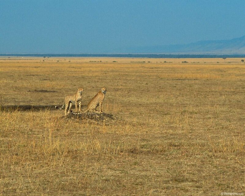 Two Cheetahs on Mound