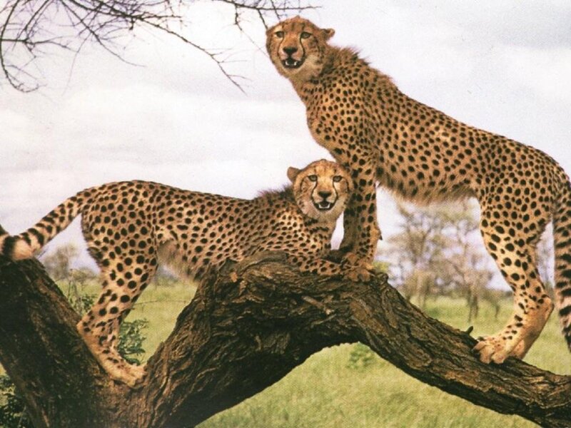 Two Cheetahs on Tree