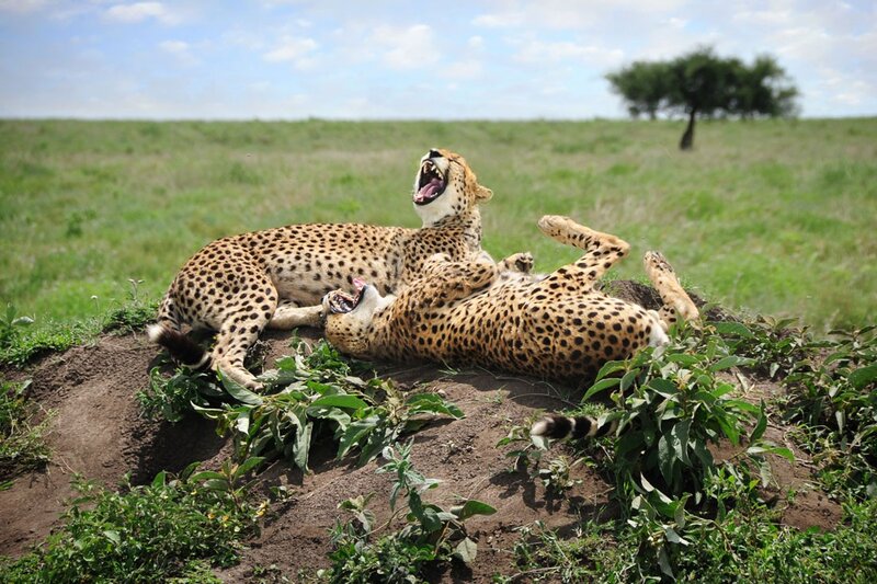 Two cheetahs playing on a mound
