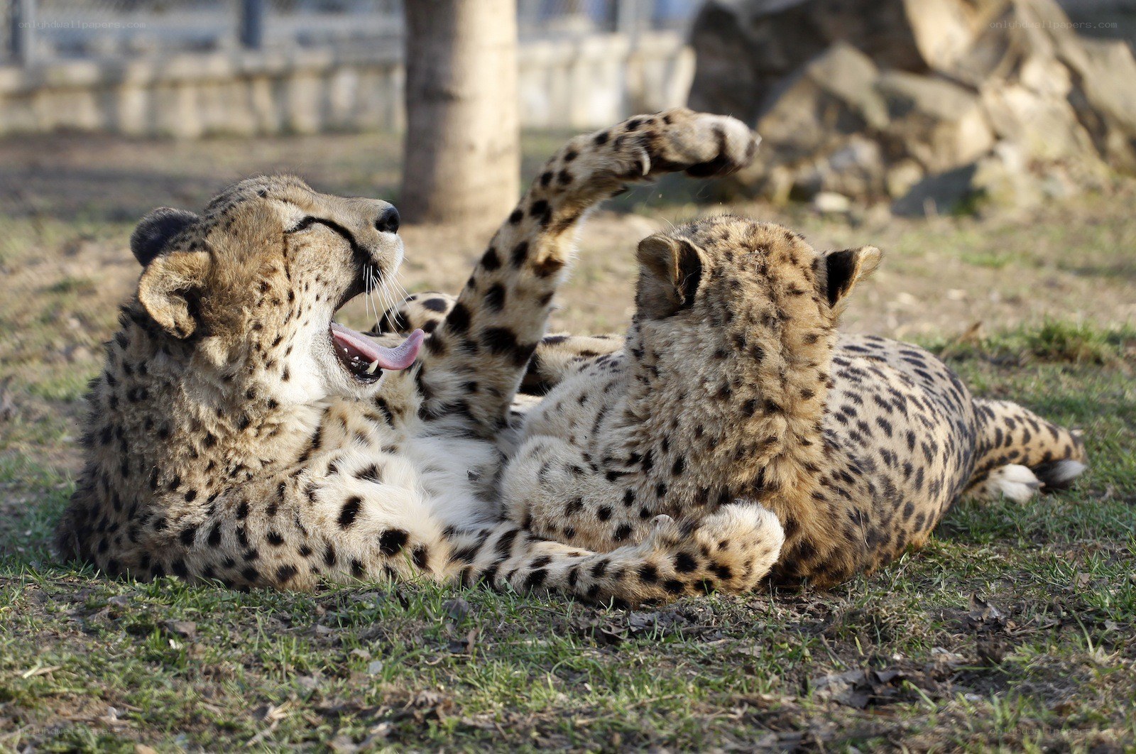Two cheetahs playing on grass
