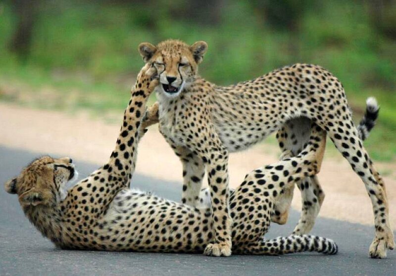 Two cheetahs playing on road