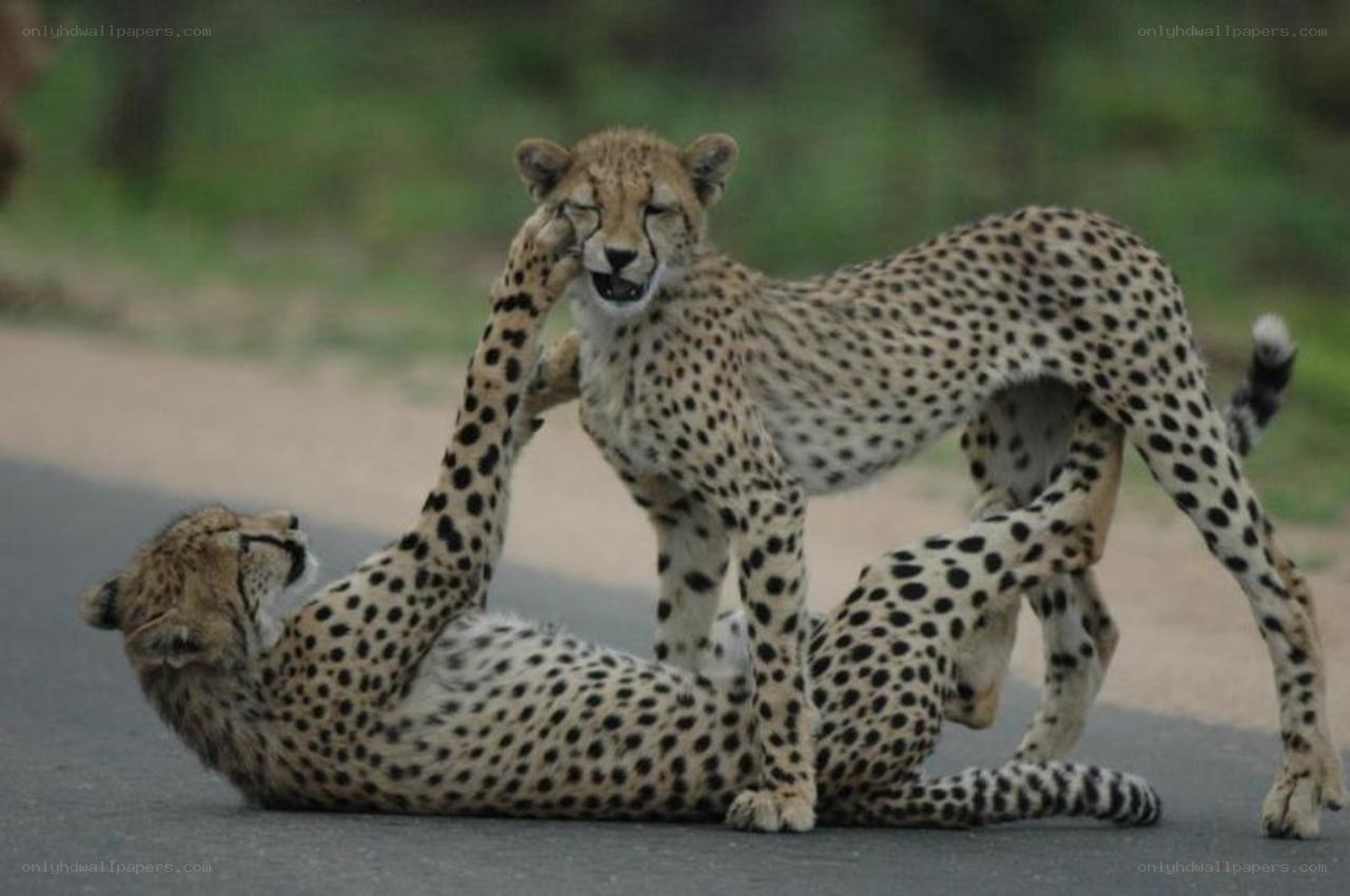 Two cheetahs playing on road