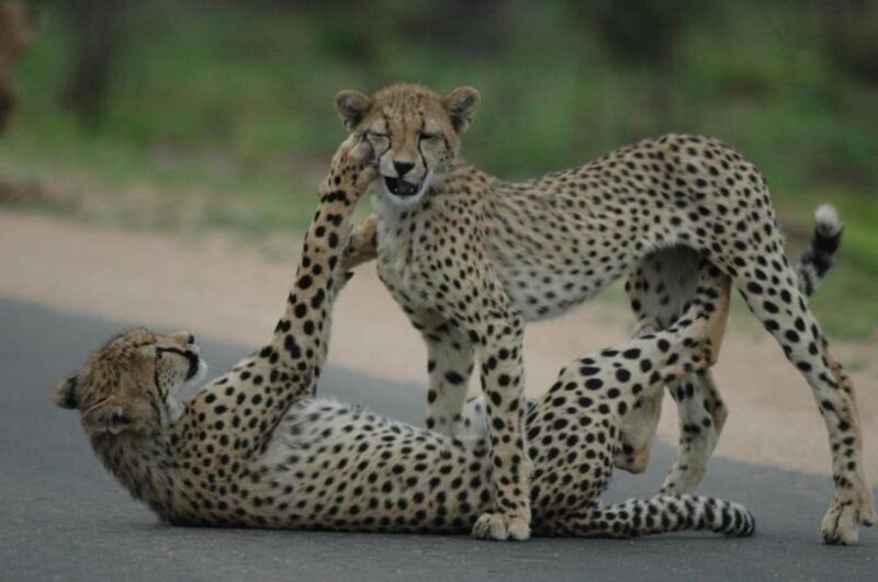 Two Cheetahs Playing — Tan