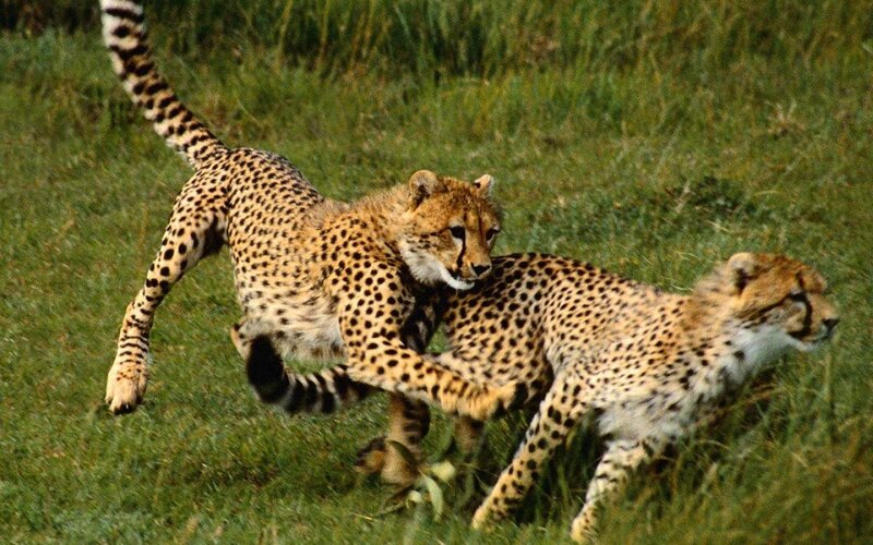 Two Cheetahs Playing