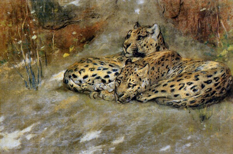 Two Cheetahs Resting — Brown