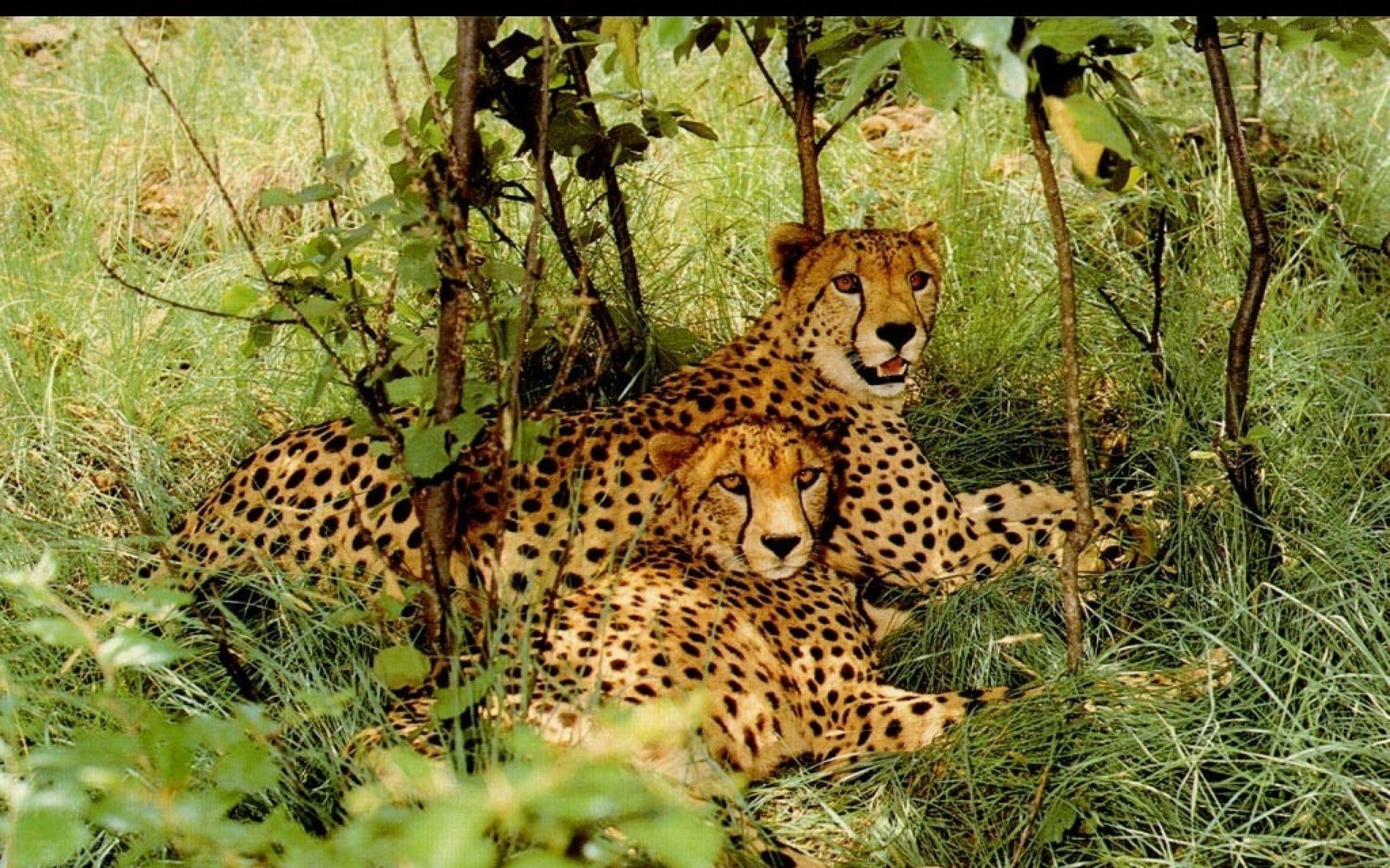 Two cheetahs resting in grass