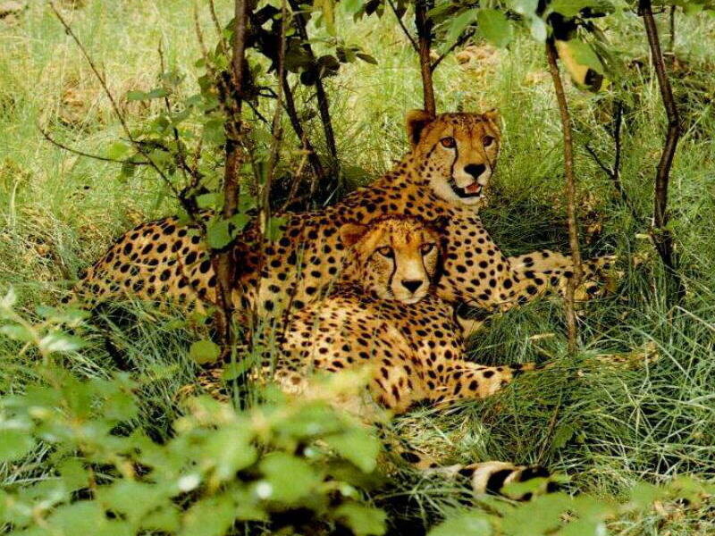 Two cheetahs resting in grass