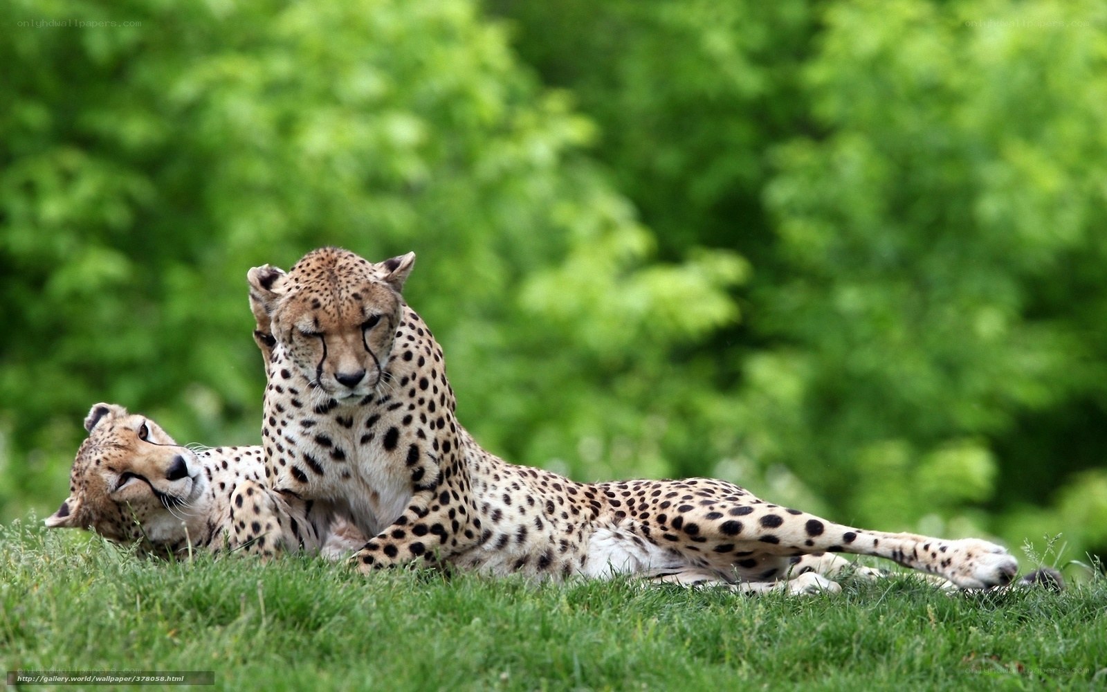 Two cheetahs resting on grass