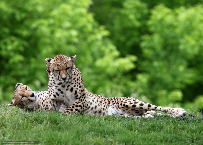 Two cheetahs resting on grass