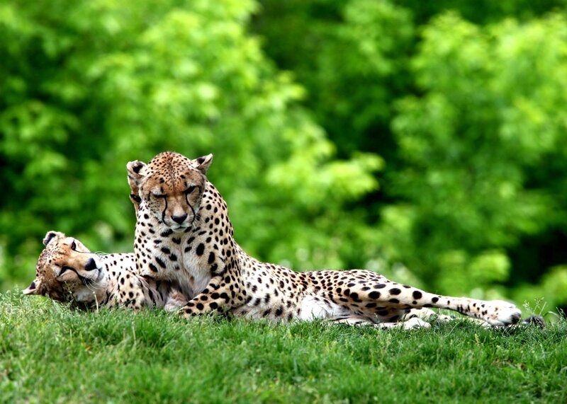 Two cheetahs resting on grass