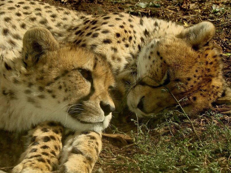 Two Cheetahs Resting — Tan, Calm