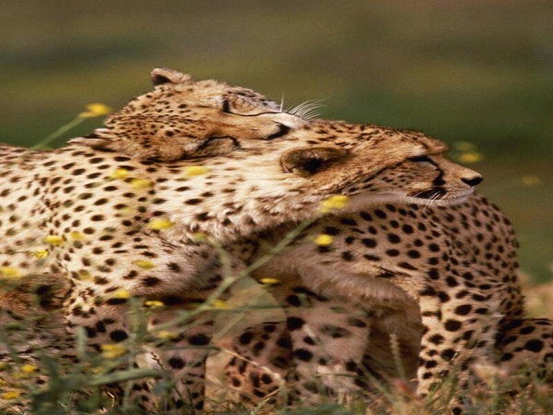 Two Cheetahs Resting — Tan