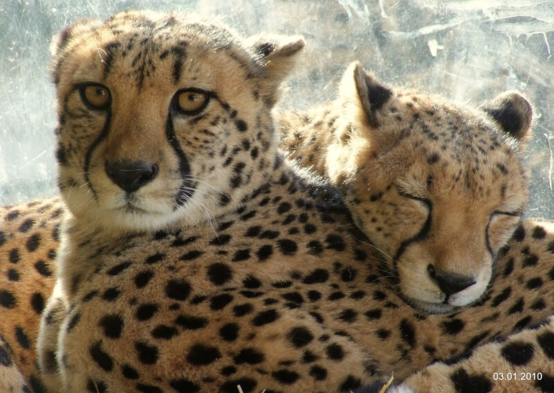 Two Cheetahs Resting