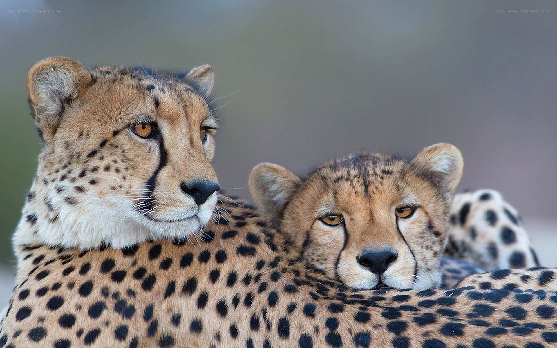 Two cheetahs resting together