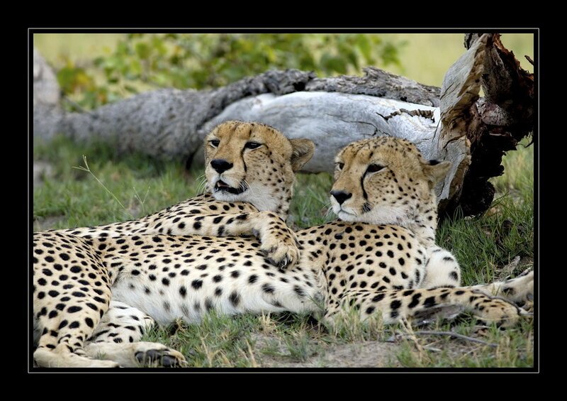 Two cheetahs resting together