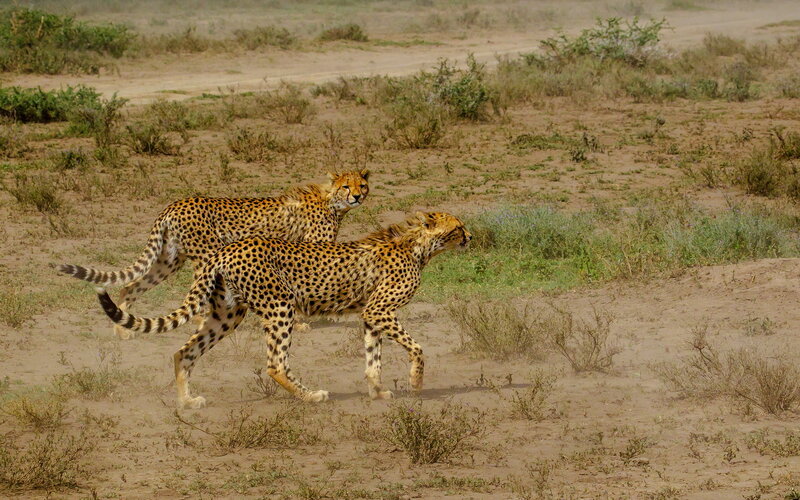 Two Cheetahs Running — Brown
