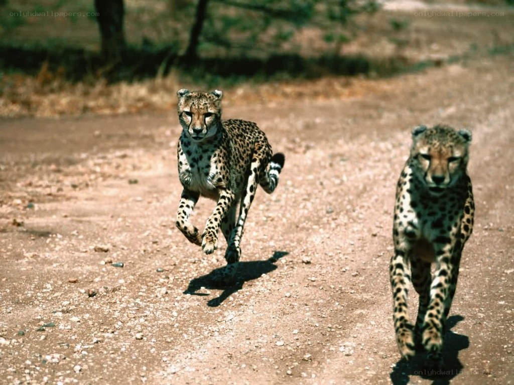 Two cheetahs running on a dirt path