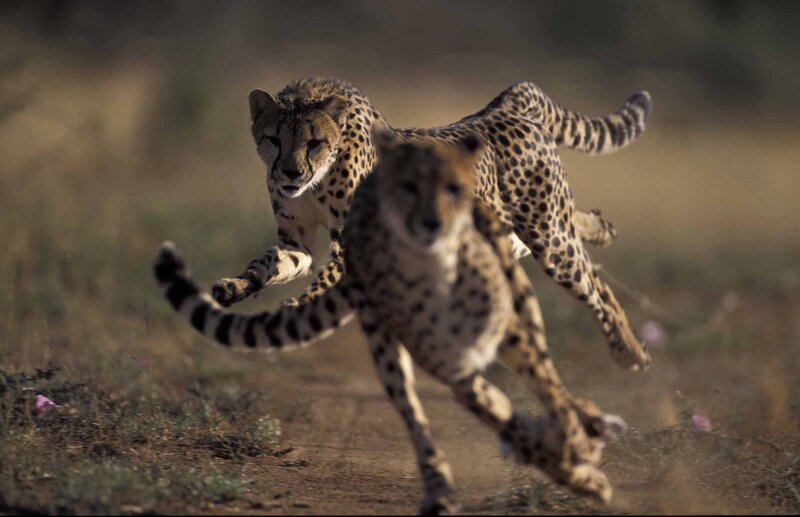 Two Cheetahs Running