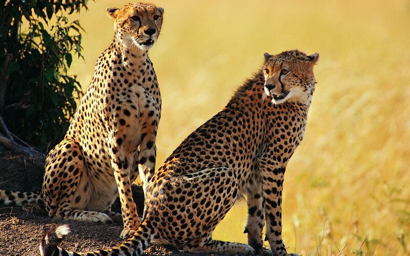 Two Cheetahs Sitting