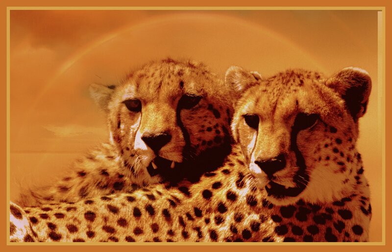 Two Cheetahs Together — Orange