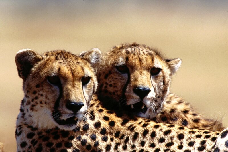 Two Cheetahs Together — Tan