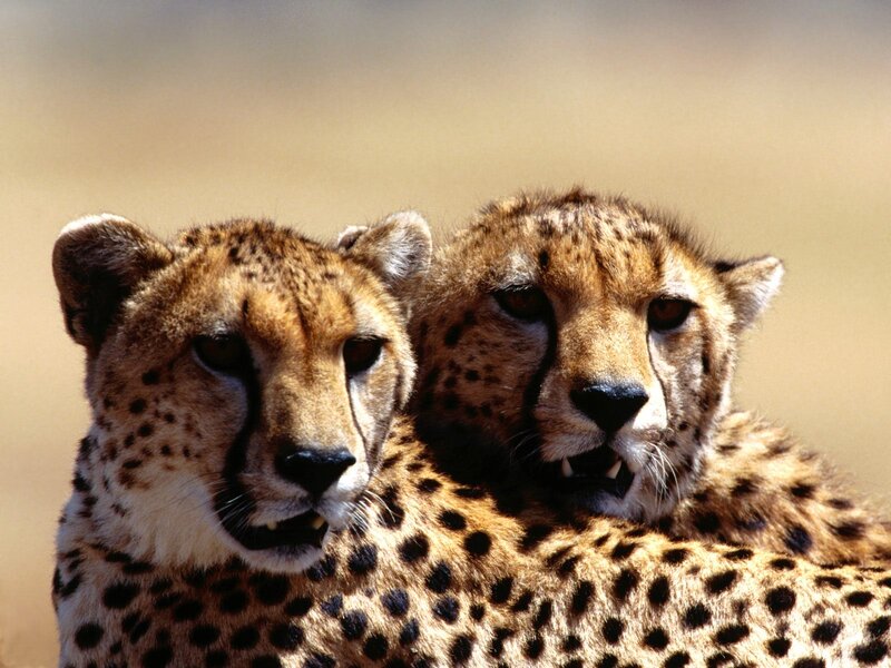 Two Cheetahs Together