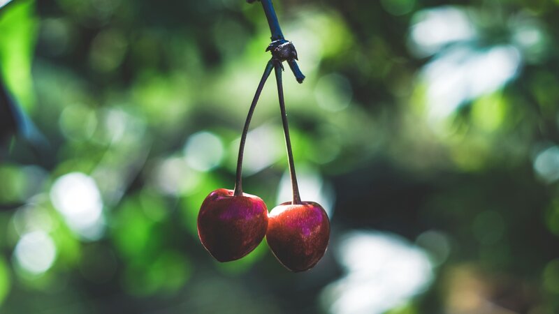Two Cherries on a Branch — Red, Serene, Afternoon