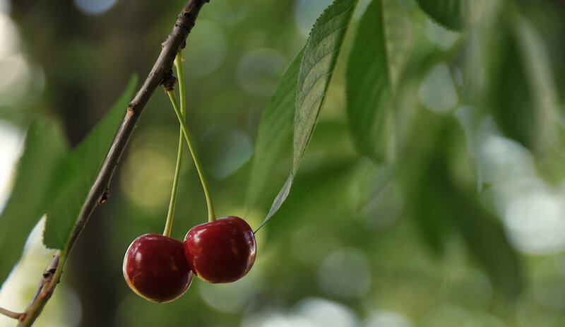Two Cherries on a Branch — Red