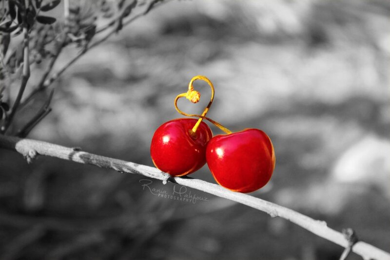 Two Cherries on Branch