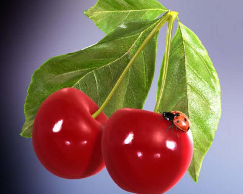 Two Cherries with Ladybug