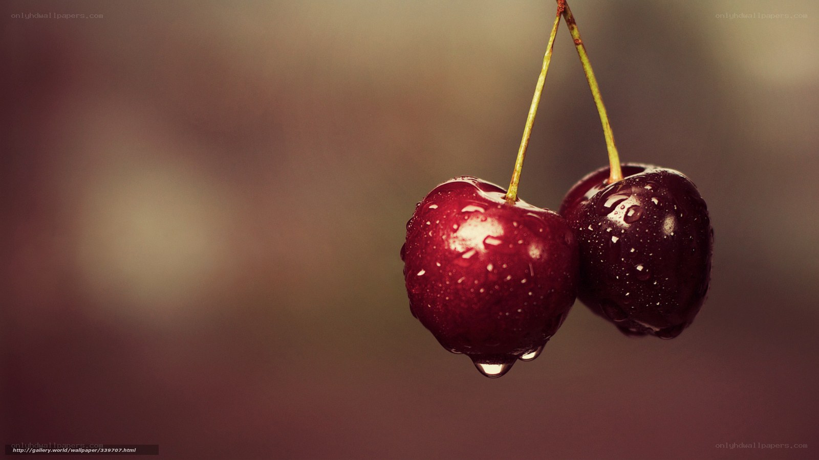 Two cherries with water droplets
