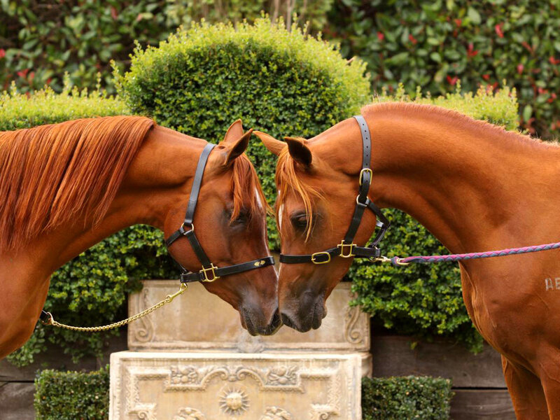 Two Chestnut Horses — Brown