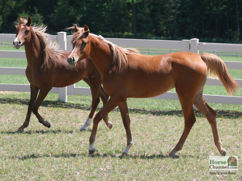 Two Chestnut Horses
