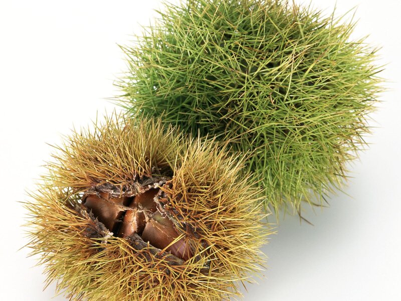 Two chestnuts in spiky husks