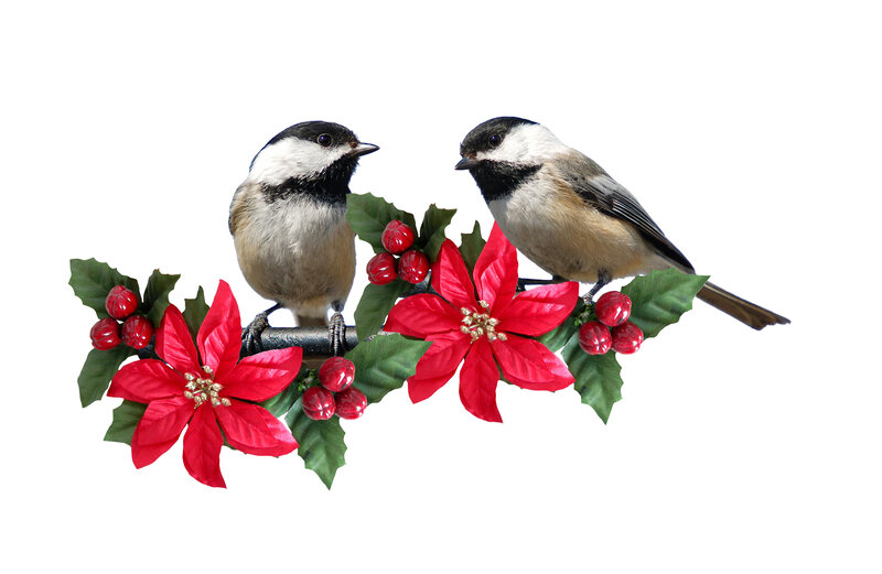 Two Chickadee Birds