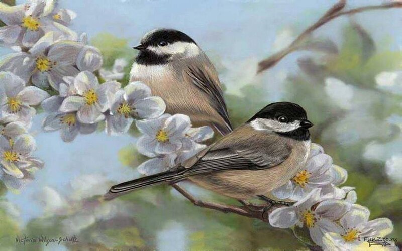 Two Chickadee Birds — White